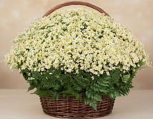 Цветочная композиция из Ромашки в корзине #REPLACE_PRED# Лухе